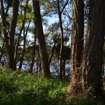 24h de la biodiversité - Parcours à la découverte des arbres du bord de Loire