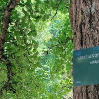 24h de la biodiversité - Parcours de découverte des arbres du Parc de la Solitude