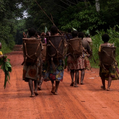 Congo, Terre des Pygmées