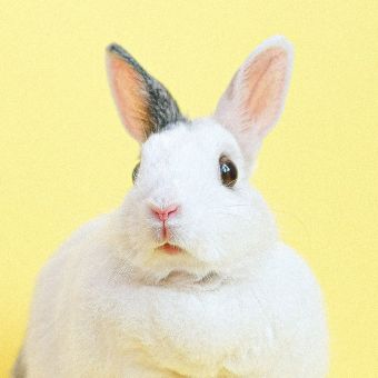 Le Problème lapin / Frédéric Ferrer